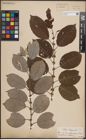 Foto von Salix caprea L.